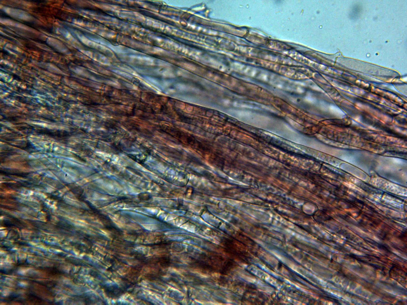 Microscopía de Pholiota pinicola - 10 - Hifas estípite x400 1